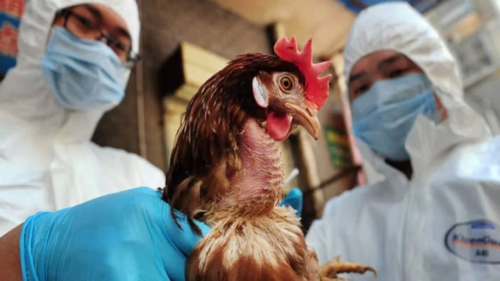 الصين ترصد تفشي إنفلونزا الطيور &quot;إتش 5 إن 8&quot; في التبت