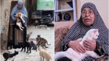 بالفيديو/ &quot;أم القطط&quot;.. سيدة مصرية لم تُرزق بأطفال فوهبت حياتها لخدمة القطط الضالة وإطعامهم &quot;مش حسيبهم غير لما موت&quot;