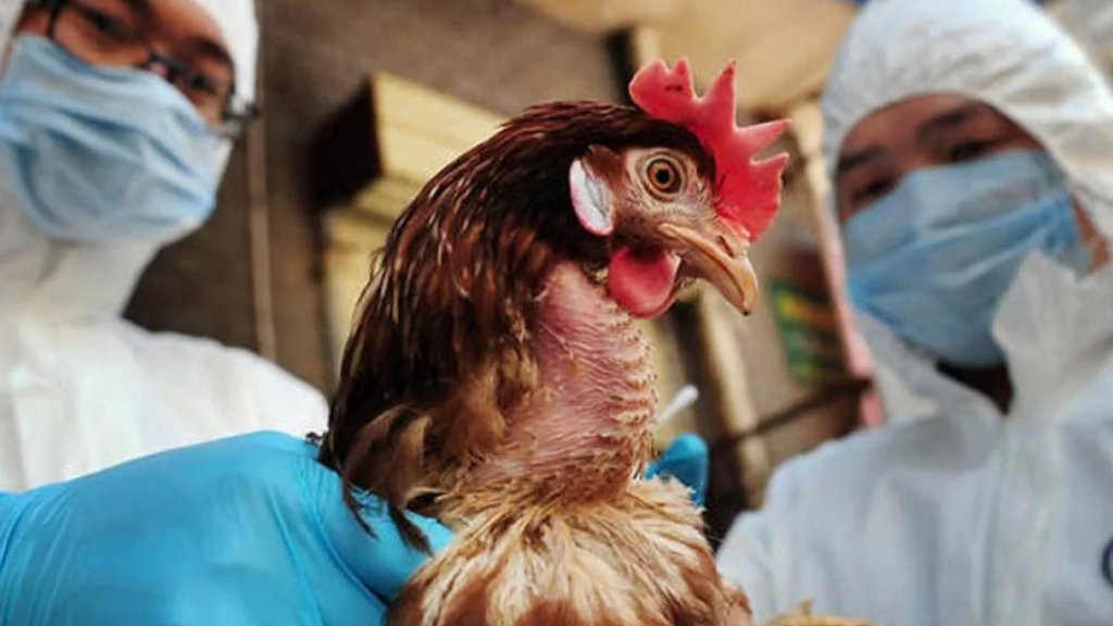 الصين تسجل حالة إصابة بشرية بسلالة إتش 10إن3 من إنفلونزا الطيور