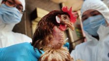 الصين تسجل حالة إصابة بشرية بسلالة إتش 10إن3 من إنفلونزا الطيور