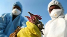 الصين.. إقليم سيتشوان يسجل إصابة بشرية بسلالة &quot;إتش 5 إن 6&quot; من إنفلونزا الطيور