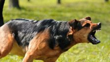 الموت بلدغة عقرب أو بعضّة كلب: فقدان أدوية داء الكلَب!