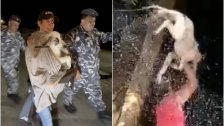 بعد فيديو الوحش البشري الذي عذّب كلبًا في تلعباس - عكار.. ناشطون بالتعاون مع الأمن الداخلي تمكنوا من إنقاذ الكلب!