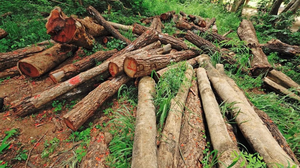 وزارة الزراعة تخصص خط ساخن: لتلقي الشكاوى والمعلومات من المواطنين عن أيّ أعمال قطع عشوائية للأشجار الحرجية!