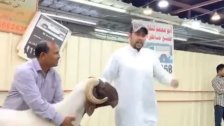 بالفيديو/ بيع خروف مقابل 200 ألف دولار في الكويت!