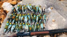 تزامنًا مع قرار وزارة البيئة بعدم فتح موسم الصيد.. مجزرة طالت سرب من طيور الوروار في إحدى المناطق اللبنانية