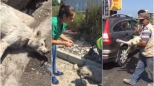 بالصور والفيديو/ عمّال بلدية العباسية وطبيبة بيطرية ينقذون كلبًا تعرّض لحادث صدم على مفرق العباسية 