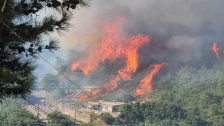 تحذير من خطر اندلاع الحرائق.. تجنبوا أي مصدر للنار قرب الغابات والأراضي الحرجية