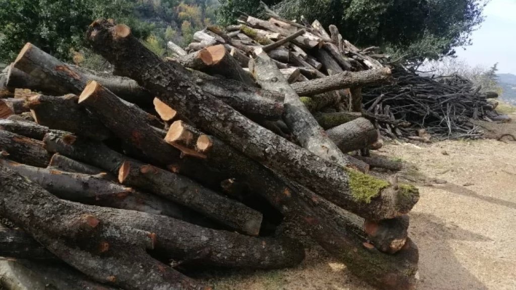 إبادة خطيرة.. الحركة البيئية تحذر: &quot;وحش&quot; بشري يقطع أشجار شحتول الكسروانية بهدف بيع الحطب!