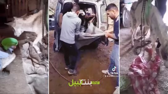 بالفيديو/ إنقاذ &quot;حمارة&quot; من الموت في جنوب لبنان.. رماها وسحلها بشري بلا رحمة، وأنقذها صاحب إنسانية مفرطة!