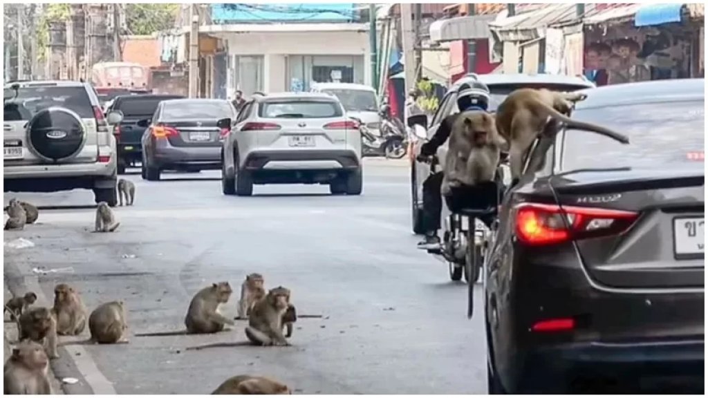 بالفيديو/ بحثاً عن الطعام.. &quot;عصابات&quot; القردة تجتاح بلدة تايلاندية!