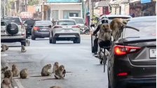 بالفيديو/ بحثاً عن الطعام.. &quot;عصابات&quot; القردة تجتاح بلدة تايلاندية!