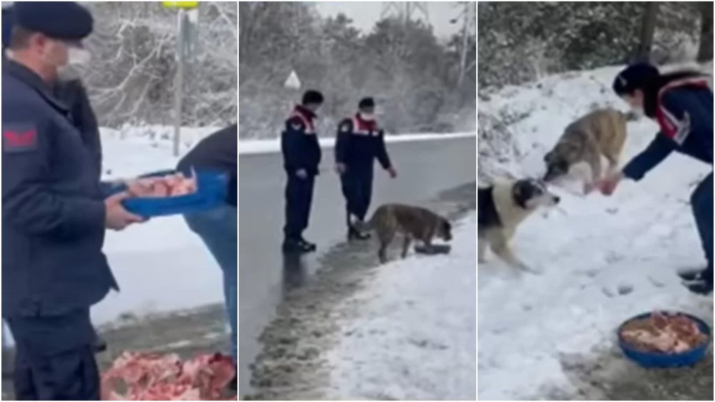 بالفيديو/ حيوانات الشوارع لم تُنسَ في الشتاء.. فرق الدرك التركي في إسطنبول تقدِّم الأطعمة لحيوانات الشوارع بسبب هطول الثلوج!