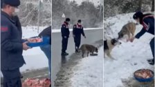 بالفيديو/ حيوانات الشوارع لم تُنسَ في الشتاء.. فرق الدرك التركي في إسطنبول تقدِّم الأطعمة لحيوانات الشوارع بسبب هطول الثلوج!