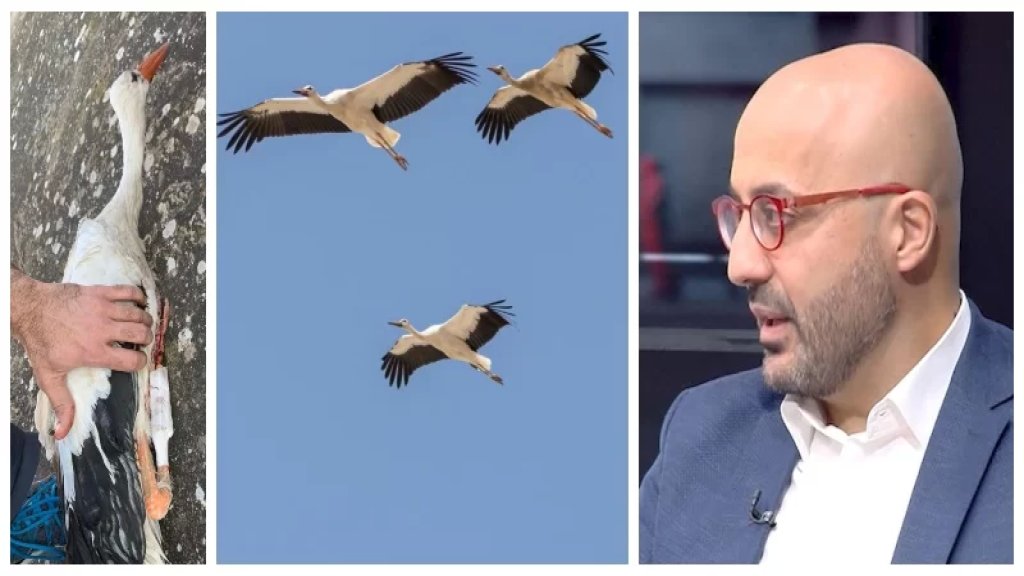 وزير البيئة: اللقلق الأبيض يتحضّر  ليبدأ مروره الربيعي بالعبور عبر لبنان فوق السهول الساحلية.. اتركوا أسرابه تمر بسلام