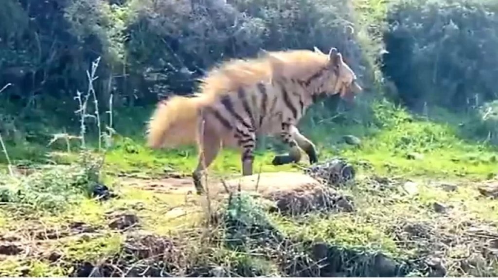 أبعده وصوره بدل أن يقتله.. مواطن تابع ضبع بسيارته لإبعاده عن الطريق العام ودفعه باتجاه الاراضي الحرجية في عكار!