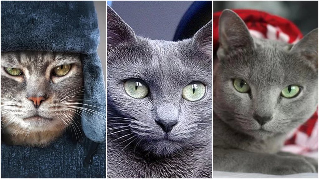 العقوبات طالت القطط.. الجمعية الدولية لمحبي القطط تعلن فرض عقوبات على سلالات القطط الروسية!