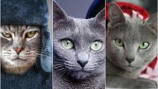 العقوبات طالت القطط.. الجمعية الدولية لمحبي القطط تعلن فرض عقوبات على سلالات القطط الروسية!