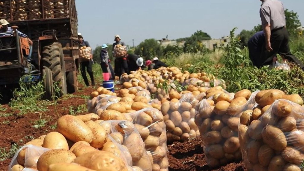 مزارعو البطاطا في عكار: لوقف استيرادها من مصر.. وإلا نحن أمام كارثة كبيرة!