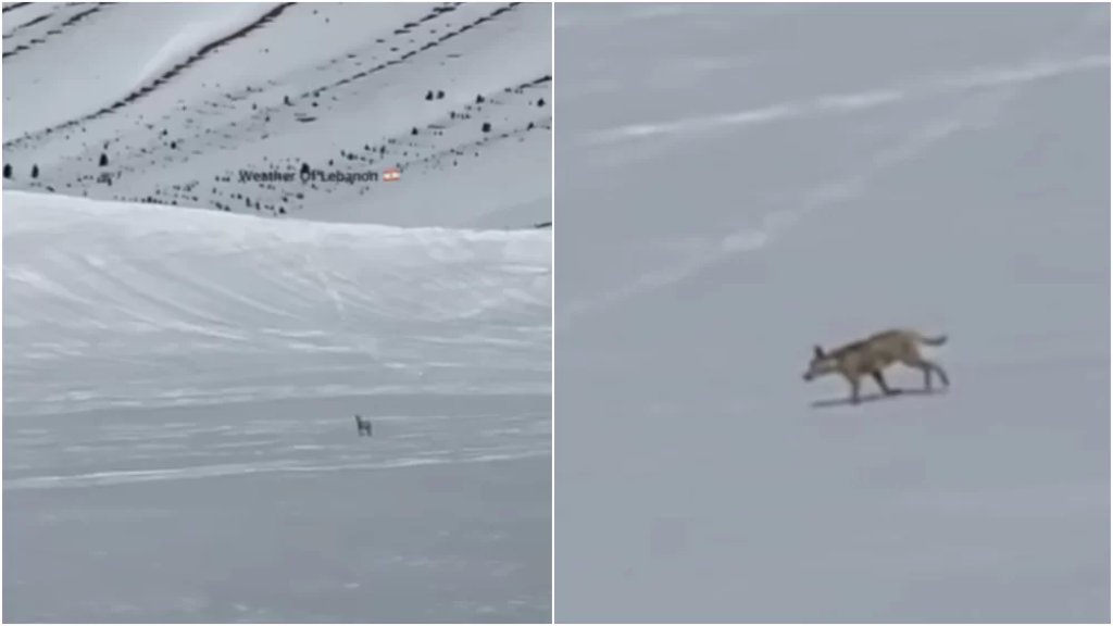 بالفيديو/ الذئب العربي أصغر سلالات الذئب الرمادي من على سفوح جبل المكمل!