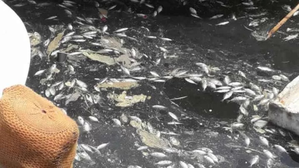 مجزرة بيئية: نفوق آلاف الأسماك في ميناء صيدا