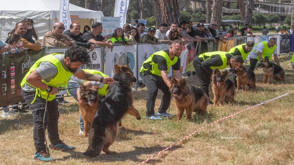 بالصور/ على ميدان سباق الخيل في بيروت.. مسابقة لاختيار أجمل &quot;German Shepherd&quot; بمشاركة نحو 120 كلباً!