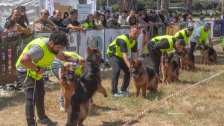 بالصور/ على ميدان سباق الخيل في بيروت.. مسابقة لاختيار أجمل &quot;German Shepherd&quot; بمشاركة نحو 120 كلباً!