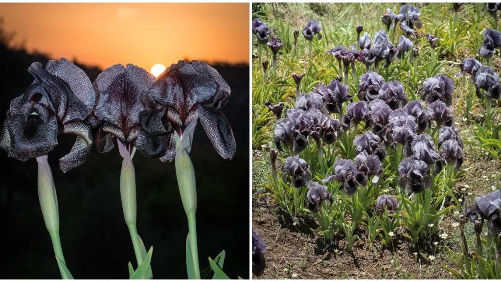 بالصور/ للمرة الأولى في لبنان.. إنبات &quot;سوسن البازلت Iris basaltica&quot; زهرة نادرة على اللائحة الحمراء للأنواع المهددة بالانقراض!