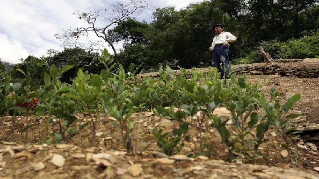 لمكافحة المخدرات.. حكومة البيرو تخطط لشراء كامل محاصيل نبات الكوكا