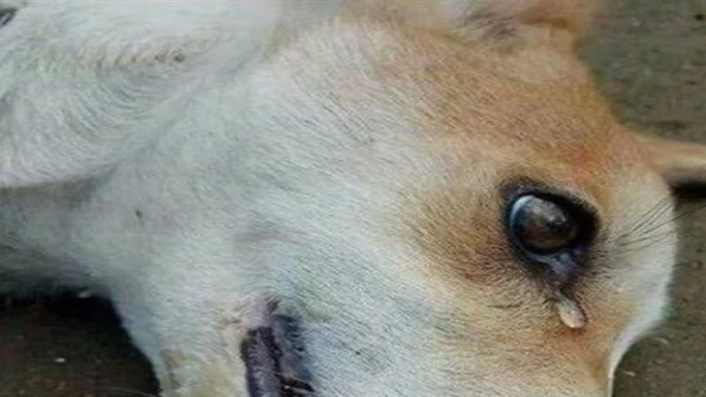 وزارة الزراعة: لمنع استخدام سم اللانيت في التخلص من الحيوانات وأي محاولة سيتم التعامل معها بالاطر القانونية المناسبة 