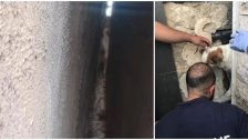 عناصر "الرحمة" في الدفاع المدني ينقذون كلبين عالقين بين حائطين في جعيتا.. سلموهم إلى مؤسسة تُعنى برعاية الحيوانات!