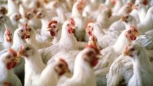 بعد تداول خبر يزعم وجود مرض يؤدي لنفوق الدجاج وبيعها في الاسواق... وزارة الزراعة تنفي 