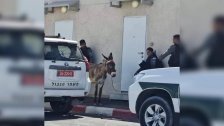 قوات الإحتلال الإسرائيلي اعتقلت حمارًا في القدس أمس!