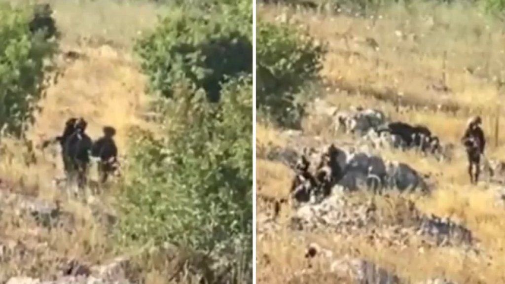 بالفيديو/ كلبٌ و 21 جندياً &quot;إسرائيلياً&quot; نفذوا انتشار خارج السياج التقني في &quot;كروم الشراقي&quot; عند حدود بلدة ميس الجبل