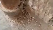 بالفيديو/ الديدان تنتشر في شوارع صيدا القديمة والنفايات مكدسة في الأزقة