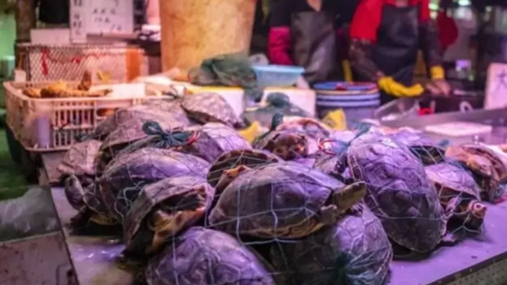في ووهان الصينية.. اكتشاف بكتيريا مسببة للكوليرا بسلاحف في سوق للأغذية