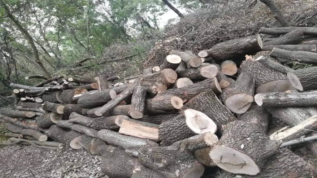 بالصور/ قطع أكثر من 250 سنديانة في وادي السلوقي!