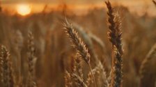 وزارة الزراعة: كميات القمح التي أصبحت جاهزة للطحن هي 31053 طن