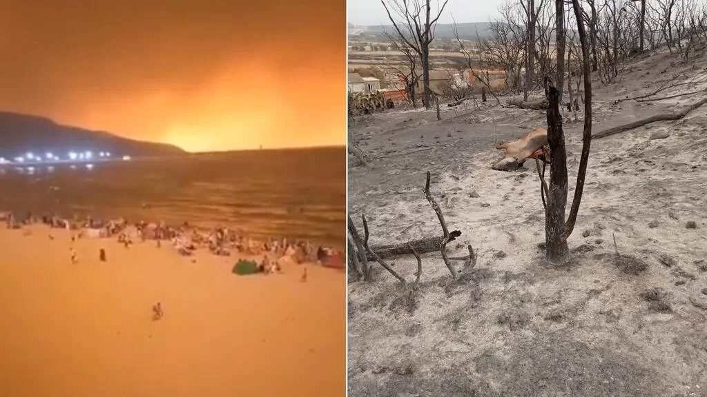 نيرانها التهمت الثروة الحيوانية.. حرائق واسعة شمال شرق الجزائر راح ضحيتها 38 شخصًا