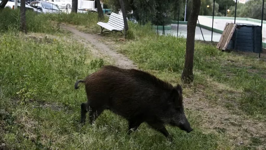 بالصورة/ انتشار أعداد كبيرة من الخنازير البرية في بلدة ايزال- الضنية وجوارها... خوف وقلق بعد اقترابها من البيوت وتسبّبها بإتلاف مساحات من المزروعات