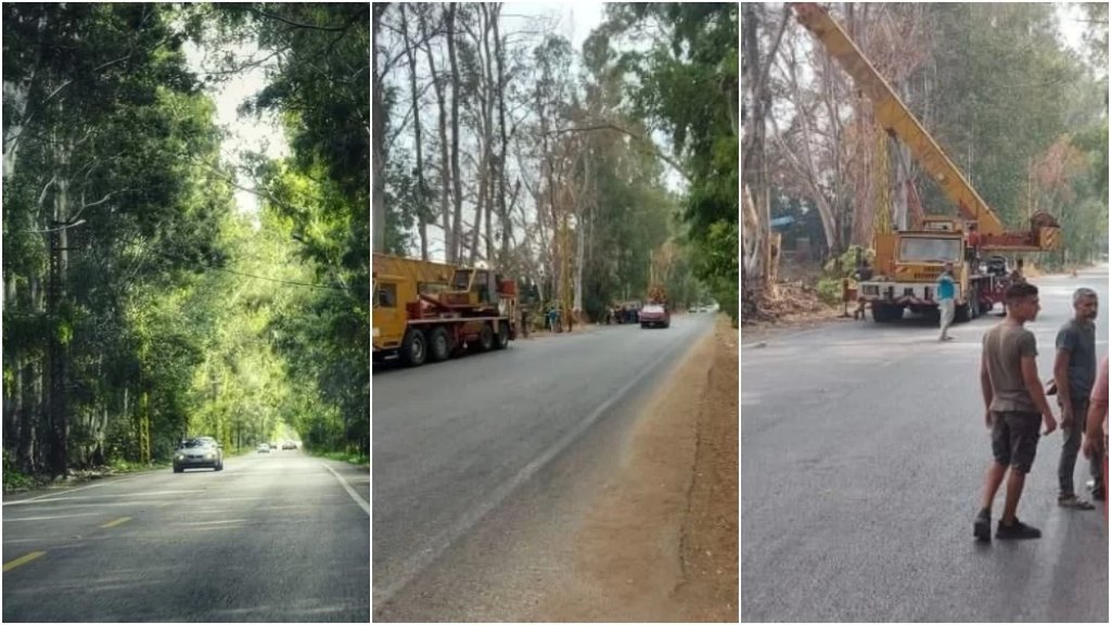 جريمة بحق أشجار نفق الكينا التي يتجاوز عمرها الـ60 عامًا في بلدة تل أندي والأهالي يطالبون بإبطال التراخيص 