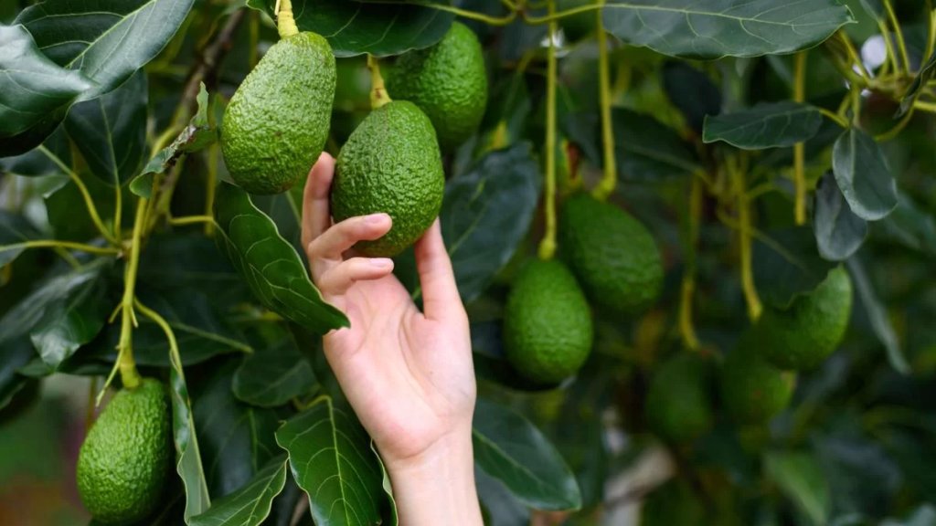 القبض على سارقي &quot;أفوكا&quot; من أحد بساتين عدلون الجنوبية!