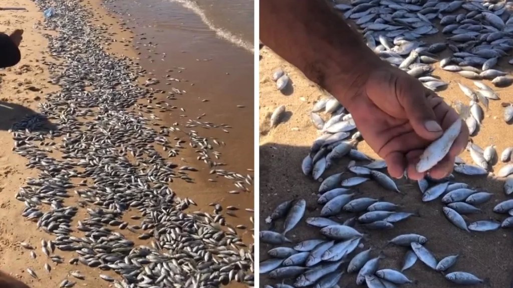 بالفيديو/ نفوق كميات كبيرة من الأسماك على شواطئ الأوزاعي.. ووزير الزراعة يعاين موقع "الجريمة البحرية"!