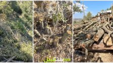 بالصور/ مجزرة بيئية في رميش.. قطعوا عددًا كبيرًا من الأشجار!