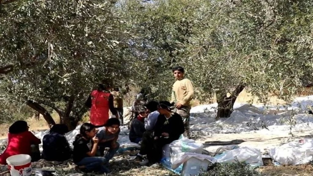 زيتون عكار... السرقات تدفع أصحاب البساتين إلى قطافه قبل المطر!