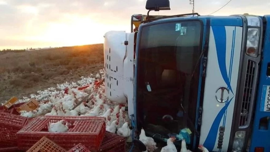 انقلاب شاحنة محملة بأقفاص الدجاج والبيض على طريق عام بلدة قشلق العكارية