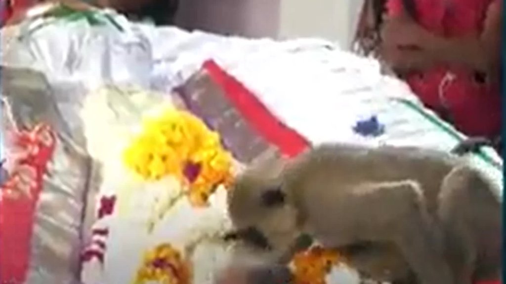 فيديو مؤثر لقرد يودع صاحبه.. ظهر وهو يقبله ضمن طقوس الدفن كما جلس بجوار قدميه!