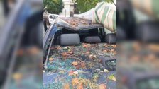 سقوط شجرة كبيرة في النبطية جراء العواصف الهوائية وتحطيم سيارة بالكامل