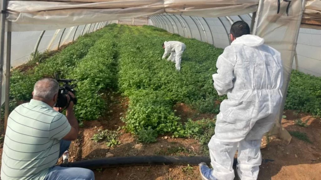 منتدبون من وزارة الزراعة أخذوا عينات من الحشائش من حقول سهل عكار لفحصها والتثبت من خلوها من الكو.ليرا