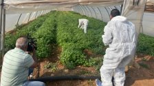 منتدبون من وزارة الزراعة أخذوا عينات من الحشائش من حقول سهل عكار لفحصها والتثبت من خلوها من الكو.ليرا